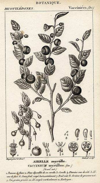 Botanical, Vaccinum myrtillus, 1829