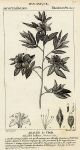 Botanical, Azalia Indica, 1829