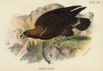 Golden Eagle print, 1896