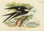 Swallow-Tailed Kite print, 1896