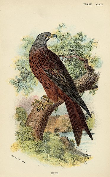 Kite print, 1896