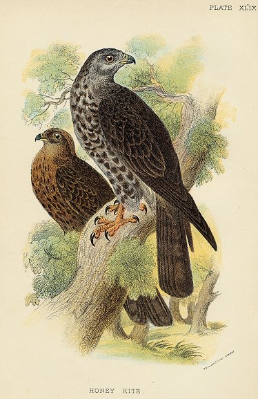 Honey Kite print, 1896