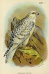 Greenland Falcon print, 1896