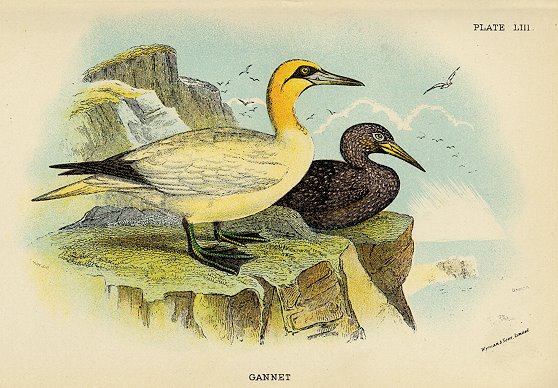 Gannet print, 1896