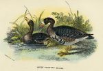 White-Fronted Goose print, 1896