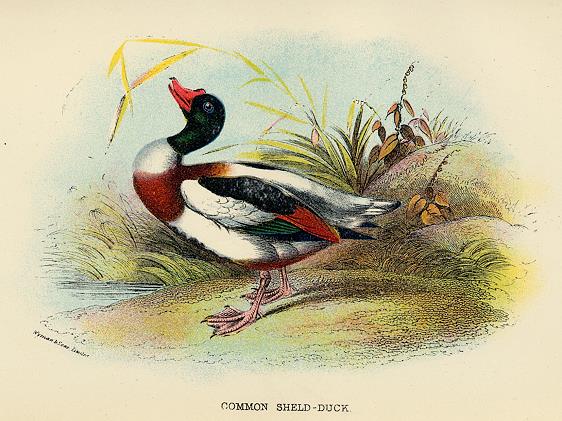 Common Shield-Duck print, 1896