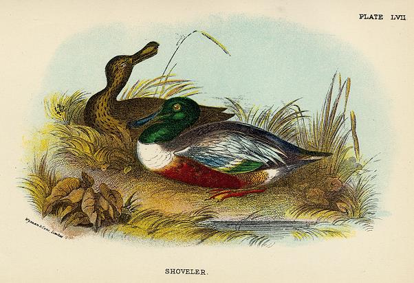 Shoveler print, 1896