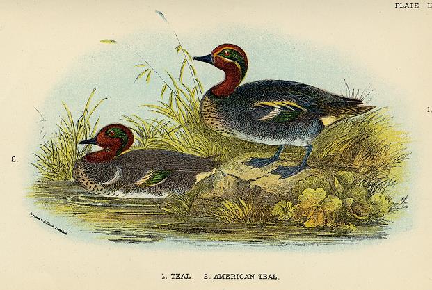 Teal & American Teal print, 1896