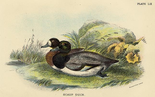 Scaup Duck print, 1896