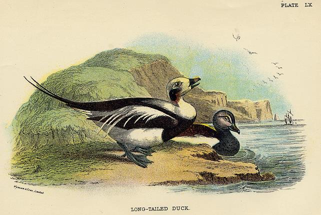 Long-Tailed Duck print, 1896