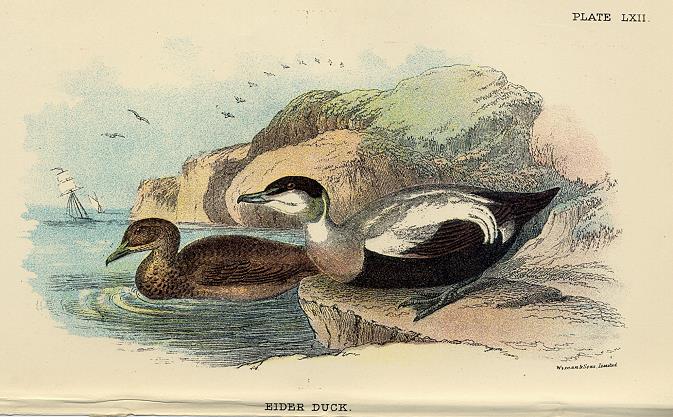 Eider Duck print, 1896