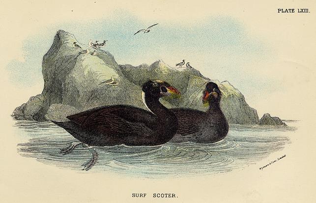 Surf Scoter print, 1896