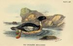 Red-Breasted Merganser print, 1896