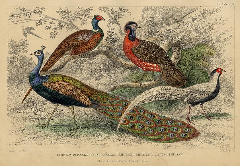 Peacock & Pheasants, 1868