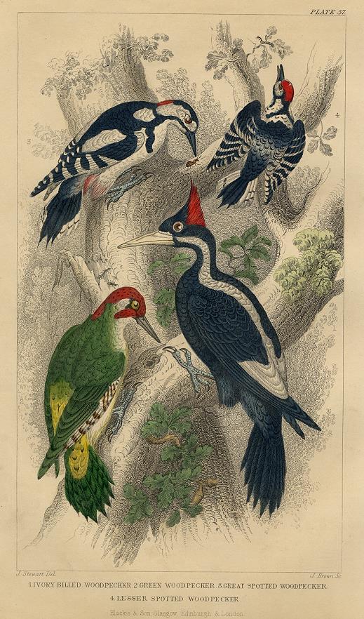 Woodpeckers, 1868
