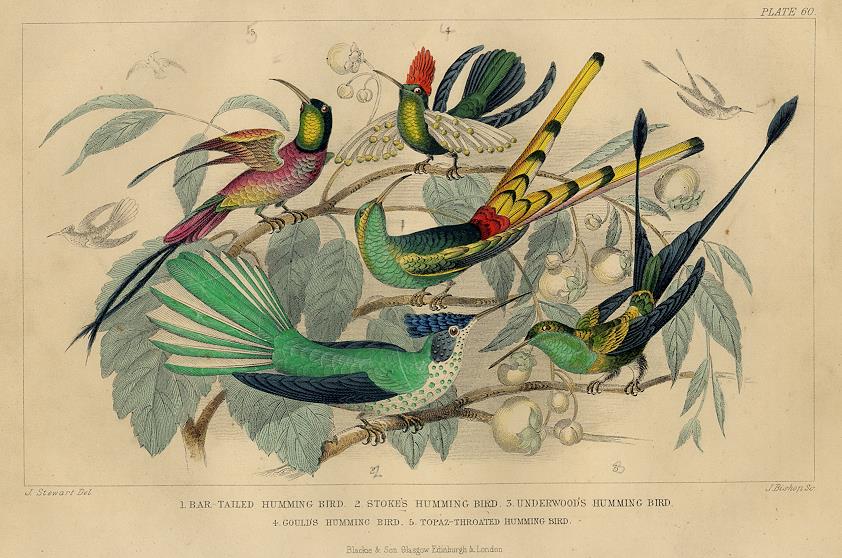 Humming Birds, 1868