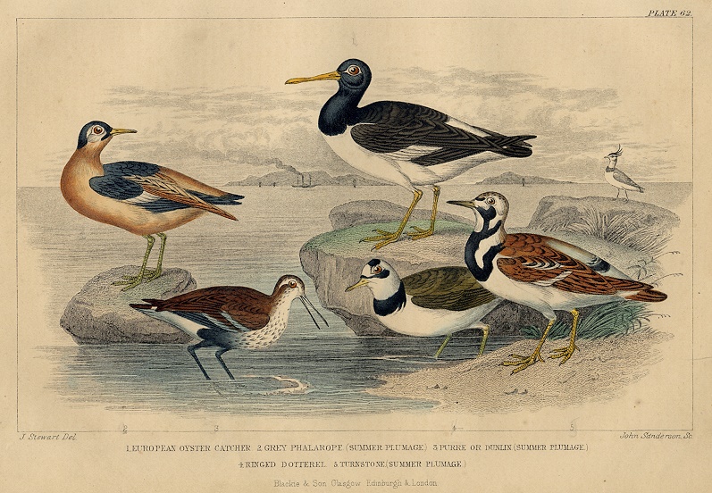 Birds - sea birds, 1868