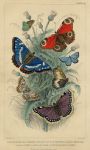 Butterflies - Peacock, Camberwell, Purple Emperor, 1868