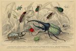 Beetles -  various, 1868