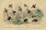 Bees - various, 1868