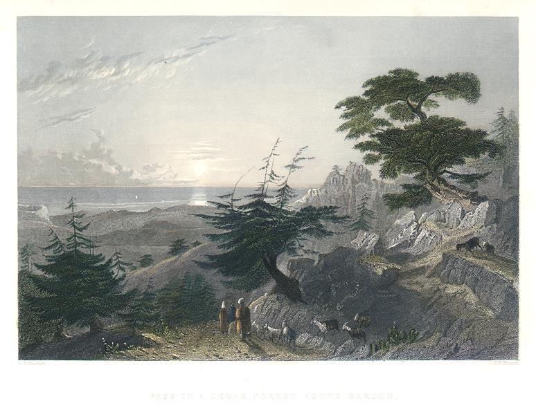 Lebanon, Cedar Forest above Barouk, 1837
