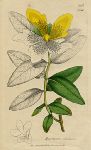 Hyperieum calyeinum, Sowerby, 1809 / 1839