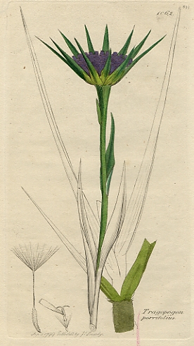 Tragopogon porrifolius, Sowerby, 1799 / 1839