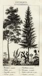 Botanical, various plants, 1829