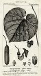 Botanical, Aristolochia Sypho, 1829