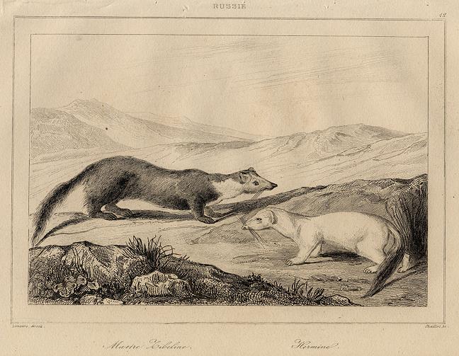 Russia, Ermine & Martin?, 1838