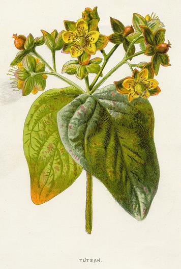 Tutsan, 1891