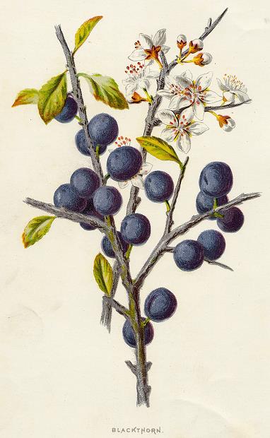 Blackthorn, 1891