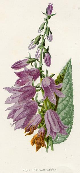 Creeping Campanula, 1891