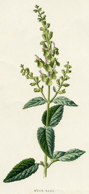 Wood Sage, 1891