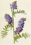 Tufted Vetch, 1891