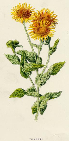 Fleabane, 1891