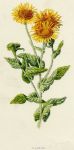 Fleabane, 1891