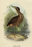 Common Bittern print, 1896