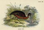 Glossy Ibis print, 1896