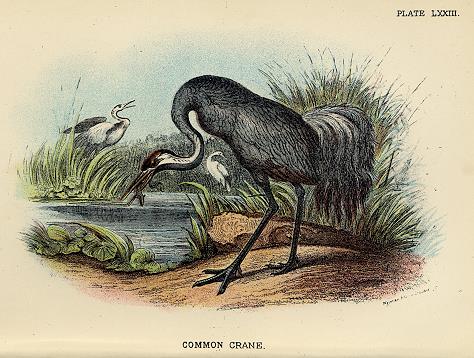 Common Crane print, 1896