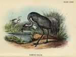 Common Crane print, 1896