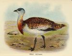 Great Bustard print, 1896