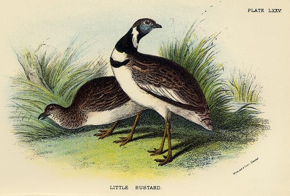 Little Bustard print, 1896