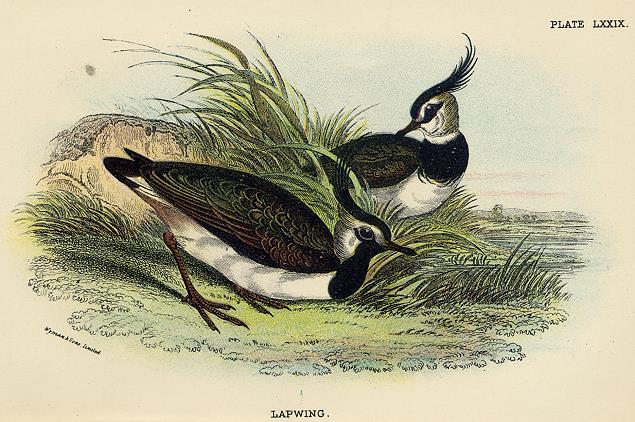 Lapwing print, 1896