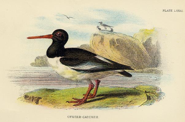 Oyster Catcher print, 1896