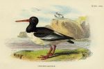 Oyster Catcher print, 1896