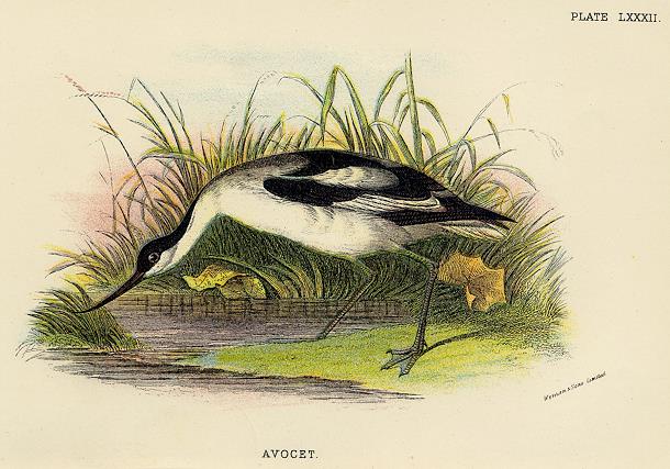 Avocet print, 1896