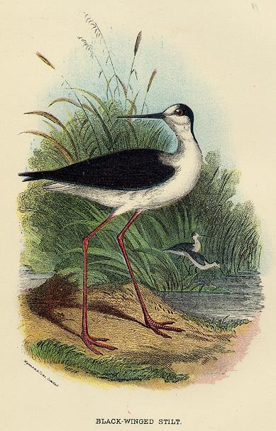 Black-Winged Stilt print, 1896