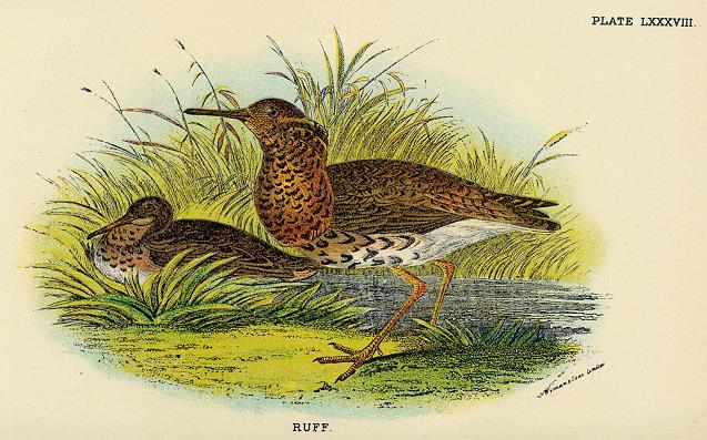 Ruff print, 1896