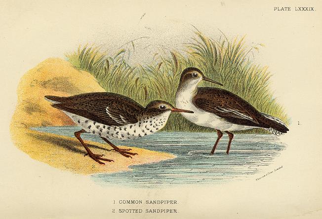 Common & Spotted Sandpiper print, 1896